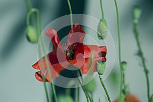 Close up poppy head. red poppy.Red poppy flowers field. Papaver