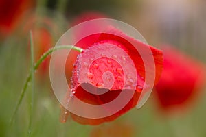 Poppy flowers covered in water drops