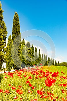 Poppy flowers and cypresses in the tuscan countryside, Italy