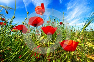 Poppy flowers and deep blue sky