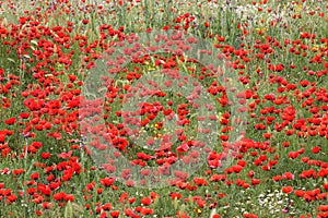 Poppy flowers in the field