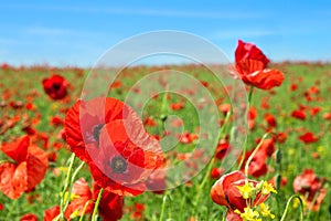 Poppy flowers field