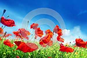 Poppy flowers on field