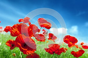 Poppy flowers on field