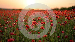 Poppy flowers field against a sunset sky background, summer time