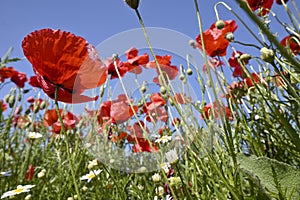 Poppy flowers in the field, low angle view