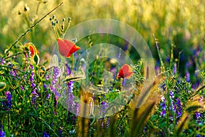 Poppy flowers in a field meadow with herbal background