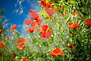 Poppy flowers field nature spring background