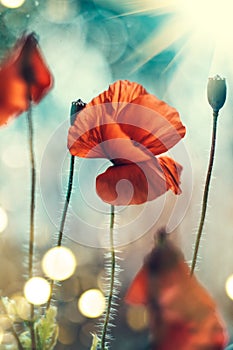 Poppy flowers field nature spring background. Blooming Poppies over blue sky on wind. Rural landscape