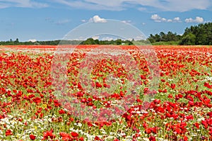 Poppy flowers field under blue sky