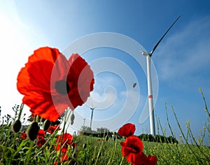 Poppy flowers in the field with wind energy turbines in the background and blue sky at windfarm Windpark Ravensteiner HÃ¶he,