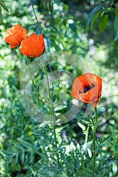 poppy flowers in the garden-field&