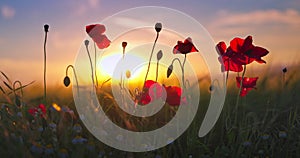 Poppy flowers in green agricultural field against sunset dramatic sky