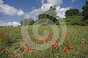 Poppy flowers in a green meadow sunny day of summer