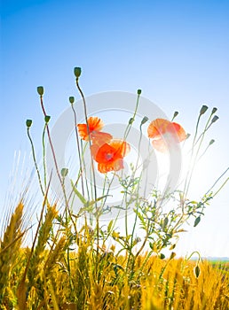 poppy flowers among green prairie at the sunny day