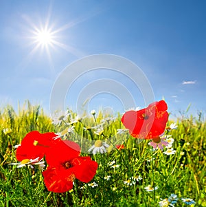 poppy flowers among green prairie at the sunny day