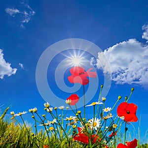 poppy flowers among green prairie at the sunny day