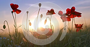 Poppy flowers and green wheat in agricultural field against sun at sunset.