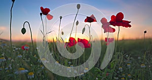 Poppy flowers and green wheat in agricultural field against sun at sunset.