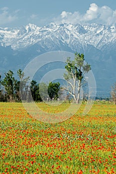 Poppy flowers. a herbaceous plant with showy flowers, milky sap, and rounded seed capsules. Many poppies contain alkaloids and ar