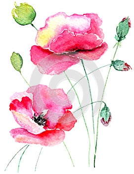 Poppy flowers illustration isolated on white background, tender watercolor painting for crafters, greeting cards, prints photo
