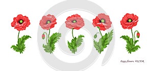 Poppy flowers illustration. Watercolor. Set of five poppy flowers. Vector