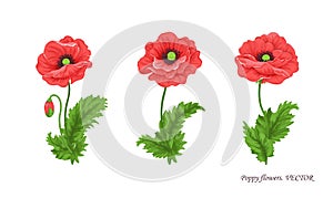 Poppy flowers illustration. Watercolor. Set of three poppy flowers. Vector