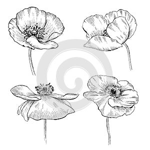 Poppy flowers in in line art style