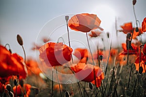 Poppy flowers meadow and nice sunset scene