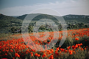 Makové kvety lúka a pekná scéna západu slnka