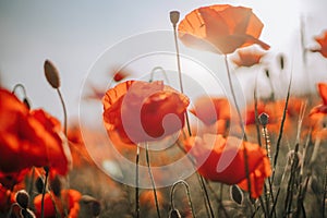 Poppy flowers meadow and nice sunset scene