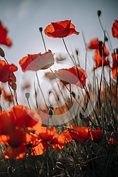 Poppy flowers meadow and nice sunset scene