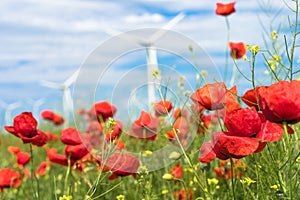 Poppy flowers in nature