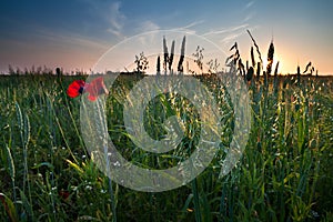 Poppy flowers and oat on field