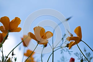 Poppy flowers or papaver rhoeas poppy in garden, early spring on a warm sunny day, against a bright blue sky. High