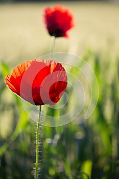 Poppy flowers (Papaveraceae) close-up