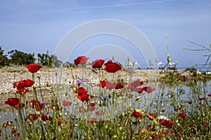 Poppy flowers and a part of Cirali Beach