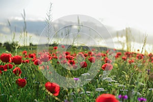 Poppy flowers and peaceful nature photo