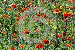 Poppy flowers in red at the meadown in bright light