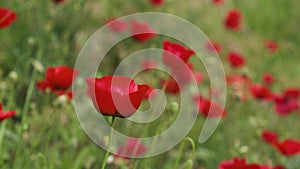 Poppy flowers, red petals move in the wind. In the garden