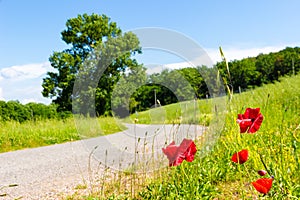 Poppy flowers and road in Tuscany, Italy