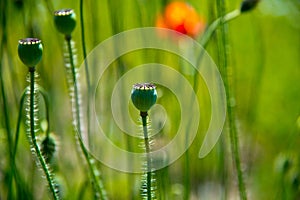 Poppy flowers and seedbuds