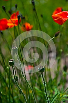 Poppy flowers and seedbuds