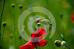 Poppy flowers and seedbuds