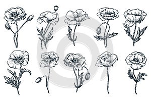 Poppy flowers set, isolated on white background. Vector hand drawn sketch illustration. Floral nature design elements