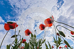 Poppy flowers on the sky background