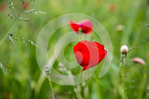 Poppy flowers in spring on grass