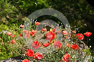 Poppy flowers in sunlight. Colorful field of poppies.