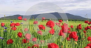Poppy flowers sway in the wind with mount Sleza on background, Poland