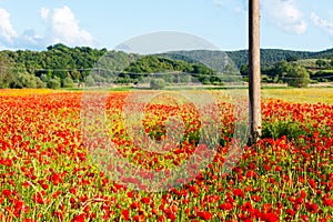 Poppy flowers in the tuscan countryside in Italy